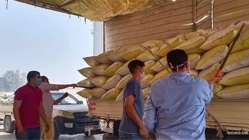 توريد 173753 طن قمح بكفر الشيخ