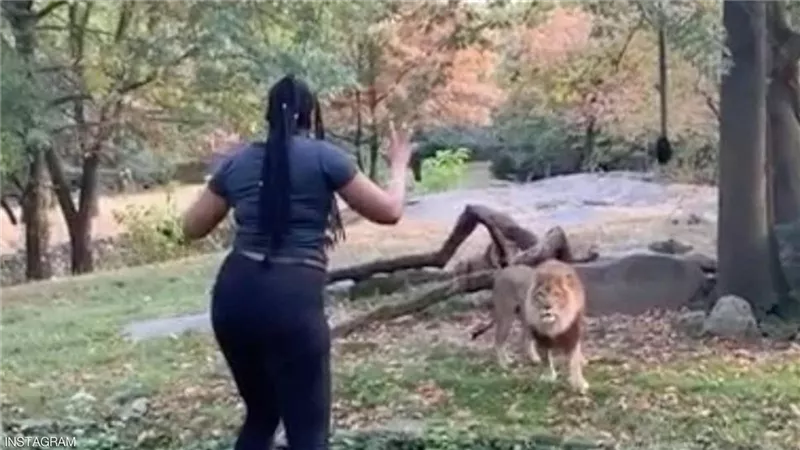 أسد يرعب سائحا بحركة مفاجئة أثناء تصويره.. فيديو