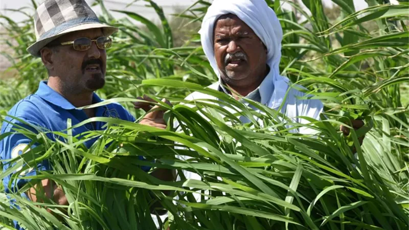 مركز بحوث الصحراء ينجح فى أقلمة البانيكم المتحمل لملوحة التربة والمياه بالصحراء الغربية