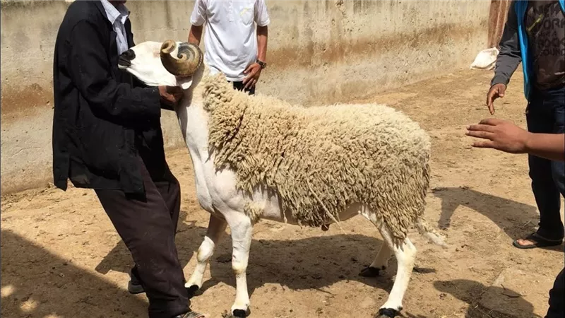 تعرف على موعد عيد الاضحى فلكياً