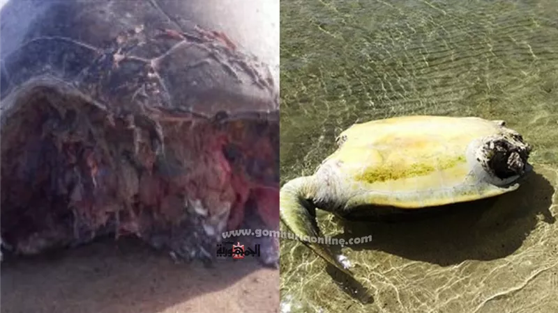 القرش النمر وراء نفوق السلحفاء الخضراء بمحمية وادى الجمال بمرسى علم
