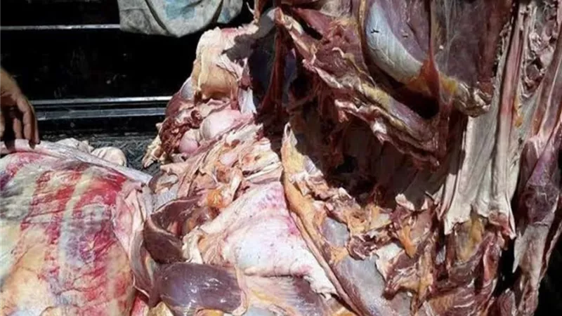 صحة الغربيه تشن حمله مكبره على محلات الاغذيه بالغربيه وتحرير ٢٣١ محضرا وإعدام ٣٥٨ كيلو لحوم
