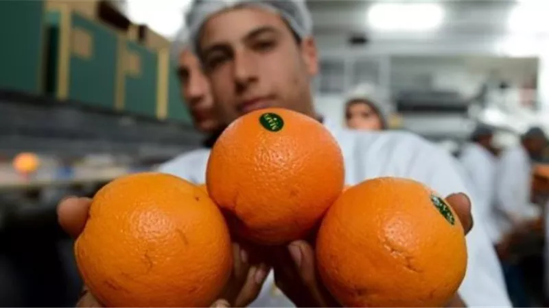 الزراعة: وصول أول شحنة برتقال مصري إلي نيوزيلندا