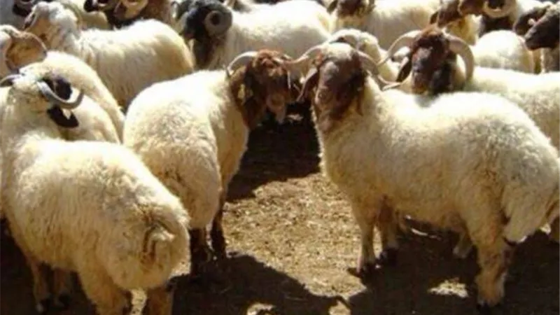 خروف العيد ديلفري .. كورونا يضرب أسواق الأضاحي في مقتل