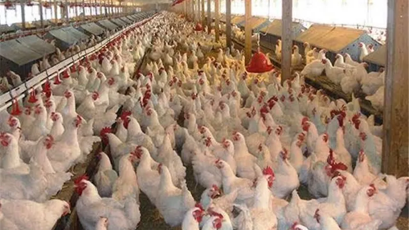 بالمستندات.. تقرير رقابي يكشف ضياع 7 ملايين جنيه بمحطة طنطا لانتاج البيض