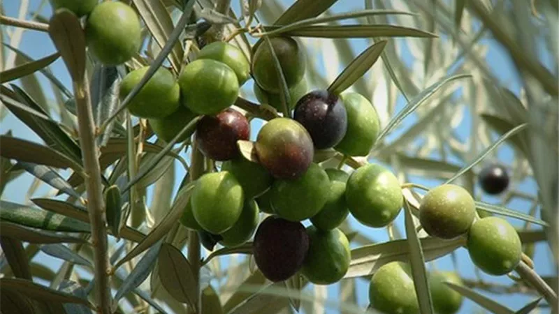لمزارعي الزيتون تعرف علي التوصيات الفنية للحفاظ على الثمار خلال شهر يوليو
