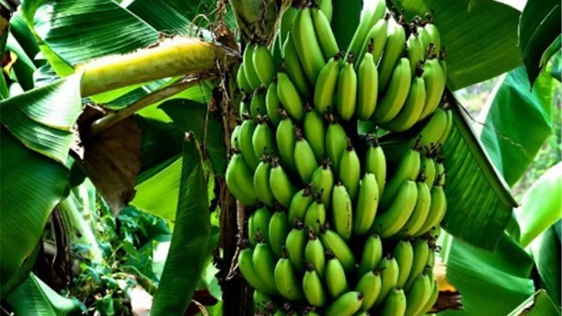 لمزراعي محصول الموز.. كيف تحافظ على محصولك خلال شهر يوليو