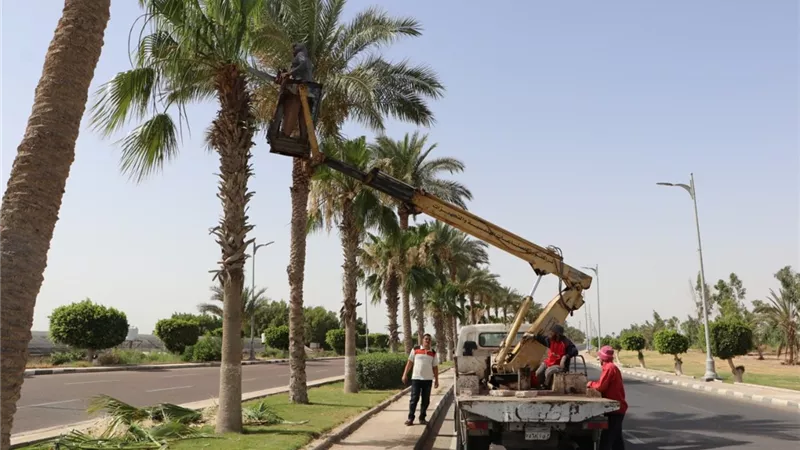 صيانة الأشجار والمسطحات الخضراء بمدينتى السادات ودمياط الجديدة