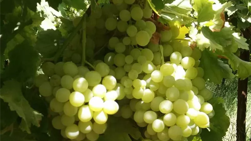 منتجات كليه الزراعه من العنب وعسل النحل باسواق قنا
