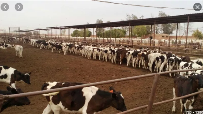 نقيب الفلاحين يطالب الزراعة بتخصيص جديد ب 300 مليون جنيه لمشروع البتلو