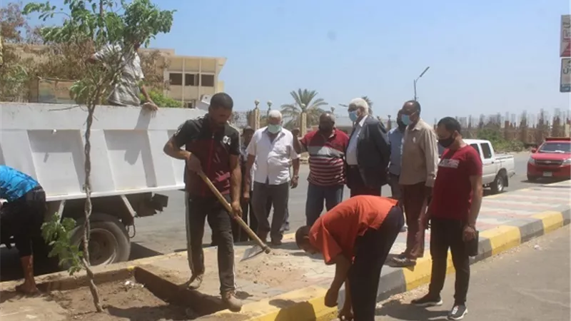 زراعة أشجار اكسيا جلوبا ببنى سويف