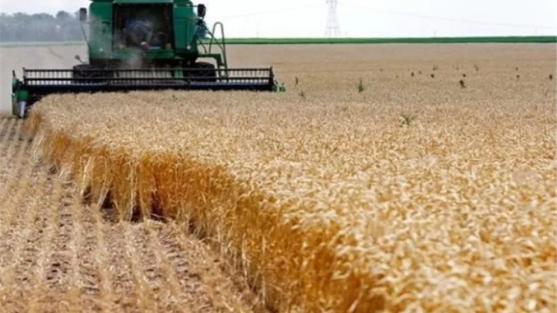 العراق يشتري أكثر من 4 ملايين طن من القمح المحلي هذا الموسم