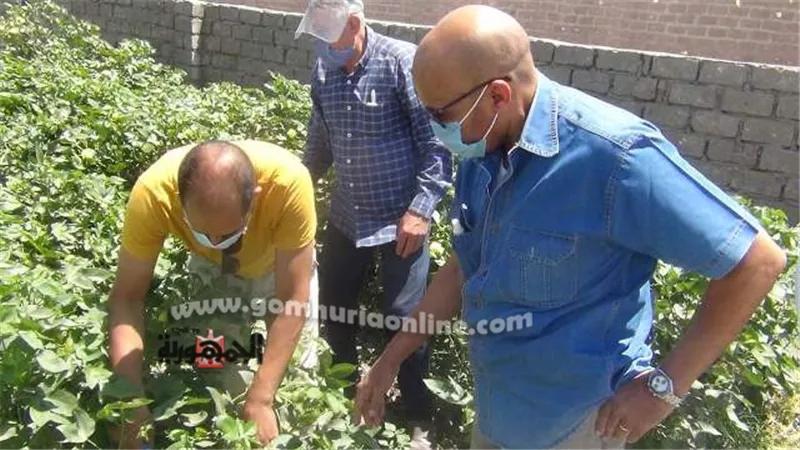 وكيل وزارة الزراعة بأسيوط يتابع محصول القطن بأبوتيج