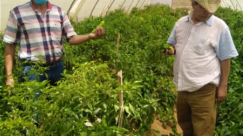 الزراعة تطمئن على الدور الإرشادي والمجتمعي لمحطة بحوث الصحراء بمريوط