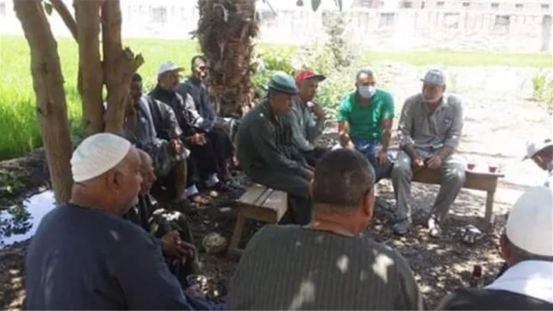 زراعة الشرقية تنفذ يوم إرشادى بأحد حقول الذرة الهجين بقرية منشأة ابن العاص