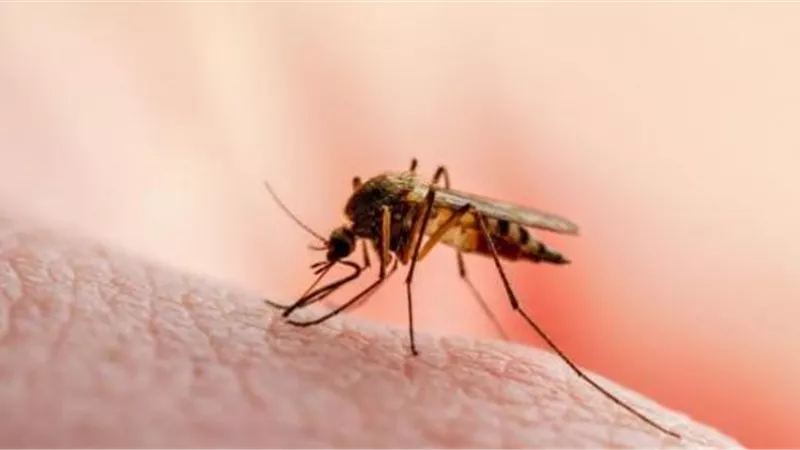 ما أعراض اللدغة المتكررة للبعوض وكيفية التخلص منها؟