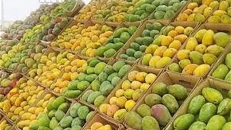 تعرف على اسعار المانجو بسوق العبور