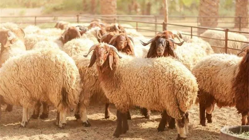 اعرف سن ذبح الخروف شروط الأضحية وعمرها