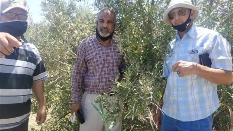 الإسماعيلية تكثف متابعة زراعات النخيل والزيتون بالقنطرة شرق.صور