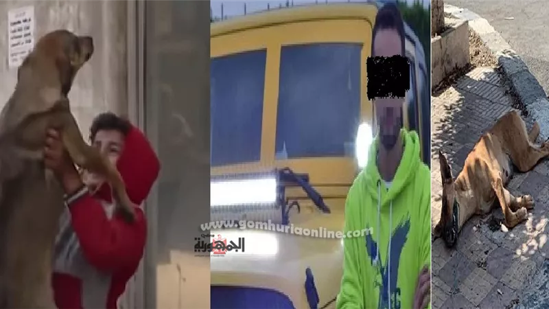 كلاب الشوارع بين العطف والقتل بلا رحمة صور