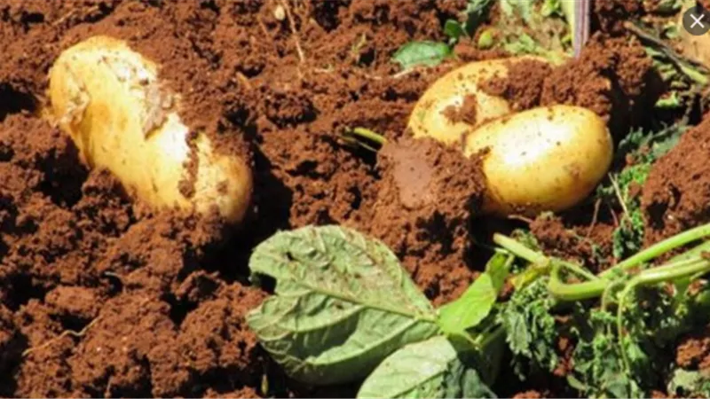 نقيب الفلاحين: مزارعو البطاطس تعرضوا لخسائر فادحة