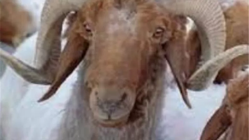 نصائح يجب الالتزام بها عند شراء ونقل اضحية عيد الاضحى