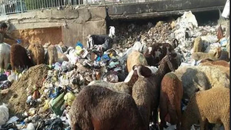 نقيب الفلاحين:يحذر من شراء الاضحيه التي تتغذي على القمامه