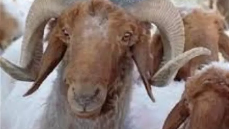 نصائح هامة لاختيار أضحية العيد بشكل سليم في زمن كورونا