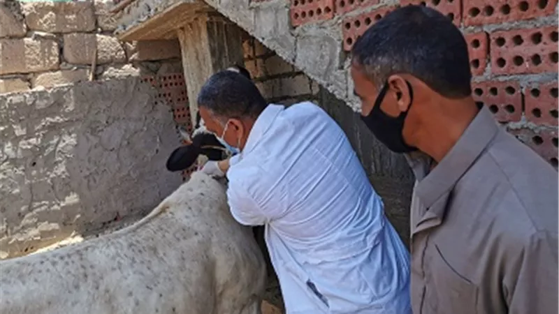 الزراعة: تحصين أكثر من 2 مليون رأس ماشية ضد مرض الحمي القلاعية