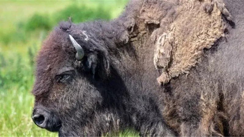 تظاهرها بالموت كان السبب الوحيد لنجاتها ...شاهد