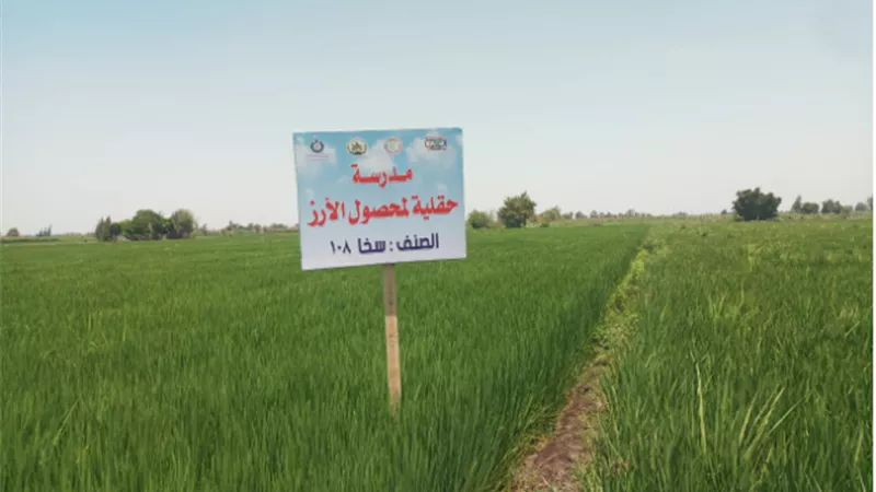 الزراعة: تنفيذ مدارس حقلية ارشادية للأرز في محافظة الغربية