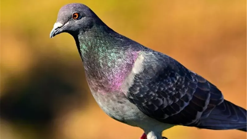 العثور على بقايا حمامة طولها نصف متر