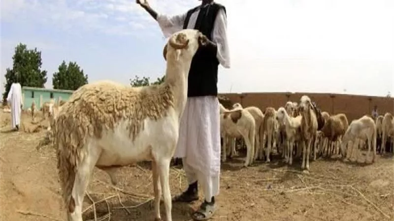 رجل فقير لا يستطيع أن يضحي فهل يأثم إذا ترك الأضحية