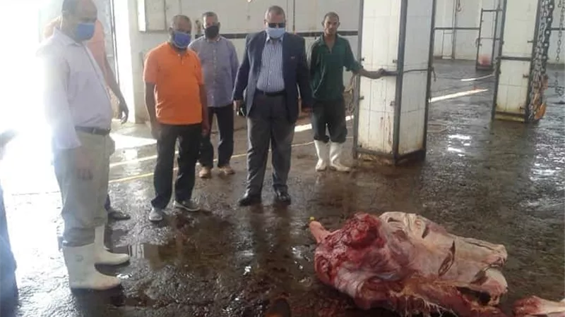 اعدام رأس ماشية مصابة بالسل قبل بيع لحومها فى ابوقرقاص
