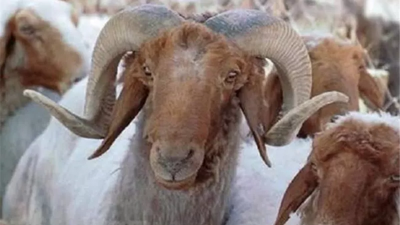الأزهر يحدد 8 أمور يجب توافرها فى شروط الاضحية