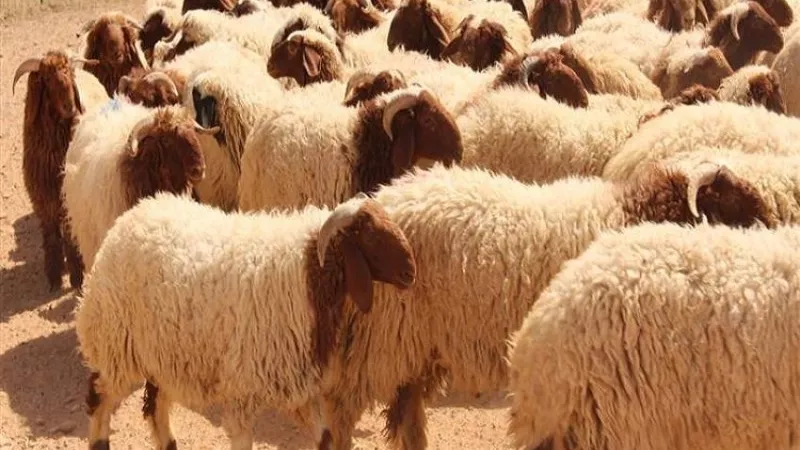 مستشفى الملك سلمان: احذروا خطر 