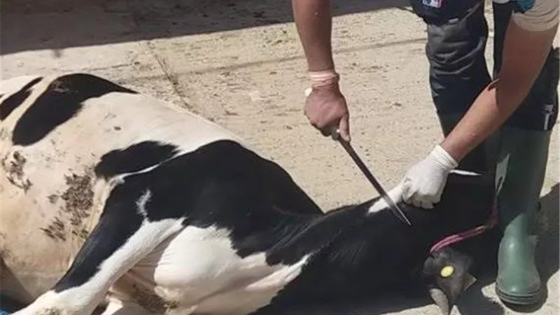 أمور يستحب فعلها عند ذبح الأضحية