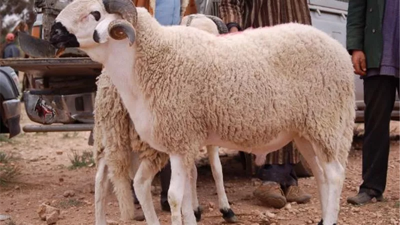 على الهدى النبوى ..كيف تختار خروف العيد