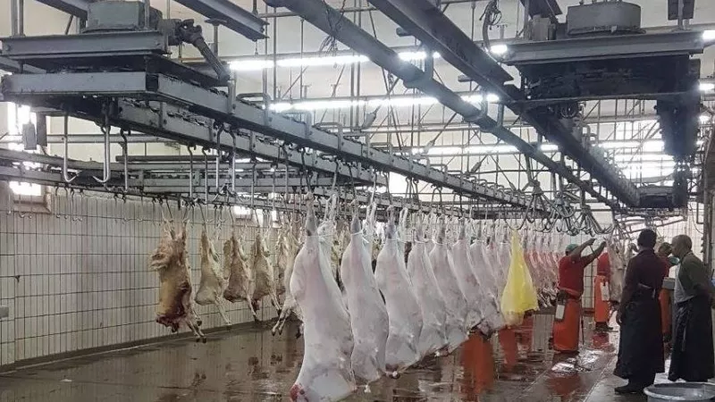 الطائف: كادر بيطري يشرف على الأضاحي.. وتراخيص للمطابخ لذبح المواشي