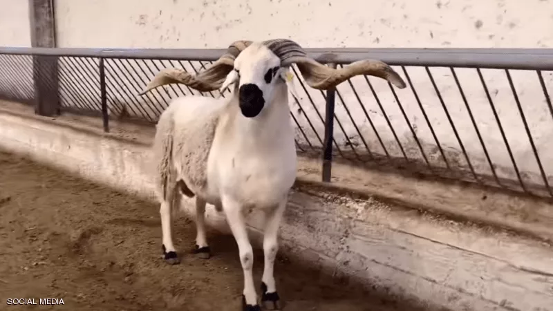 تعرف على نجم الأضاحي في عيد المغرب