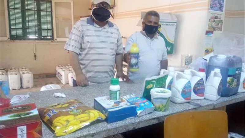 الأسمدة العضوية بديلة للكيميائية في القنطرة شرق بالإسماعيلية . صور
