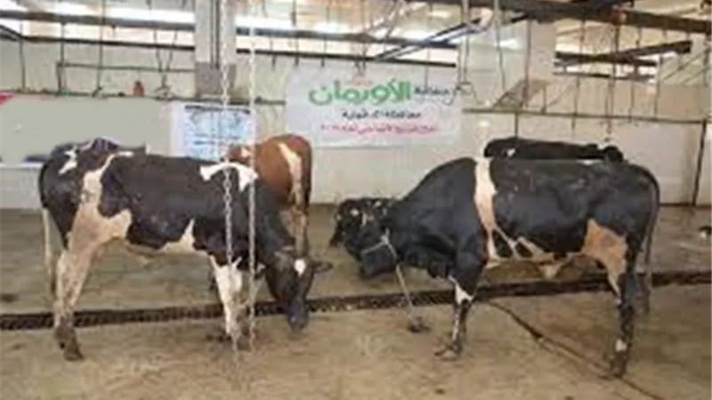 أورمان المنوفية : ذبح ( 40 ) رأس ماشية أضاحي وتوزيعها علي الفئات الأكثر إحتياجاُ
