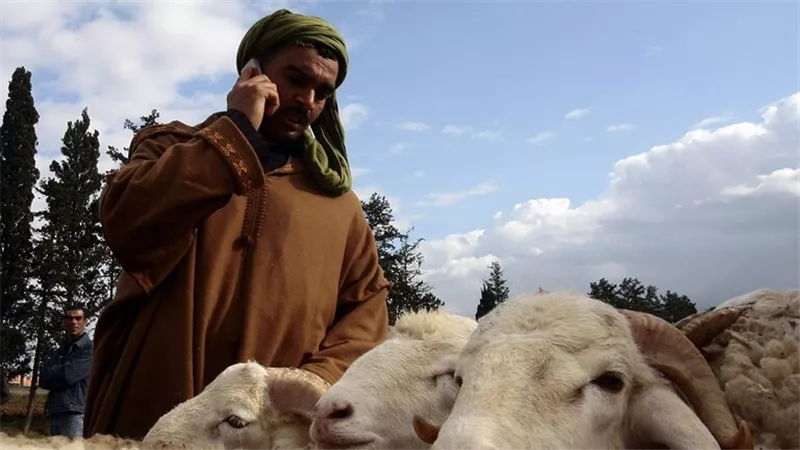الجزائر تلغي جمع جلود الأضاحي