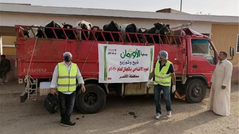 ذبح 133 عجلا وتوزيعها فى عيد الأضحى بالأقصر