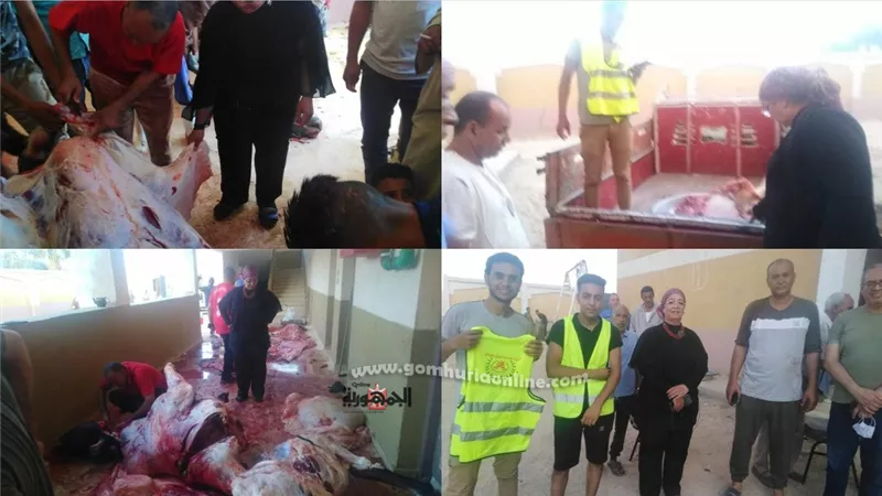 ٨ عجول من مسجد محمود لاهالى منيل موسى فى ببا
