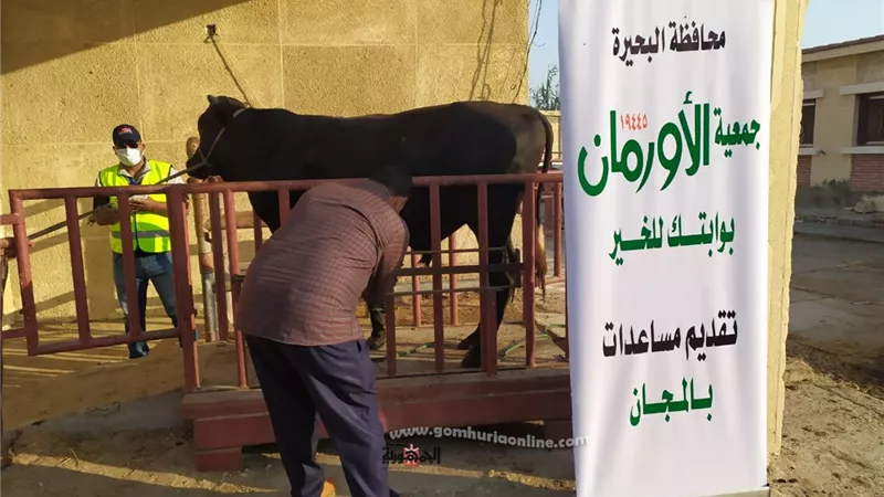 ذبح 10 عجول وتوزيعها على مستحقيها من محدودي الدخل ب9 قرى بنطاق المحافظة
