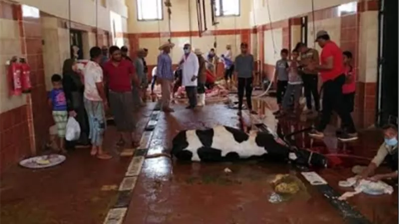 البيطرى فى خدمة الجميع ب 295 أضحية مجاناً بمجازر الوادى الجديد