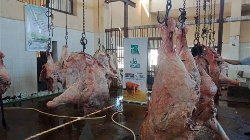 مصر الخير وفرت لحوم الأضاحي لـ 35 ألف أسرة