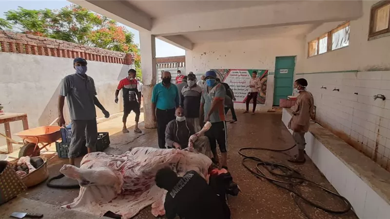 الإنتهاء من توزيع لحوم ٧٣ رأس ماشية على ١٠ آلاف أسرة بالوادى الجديد