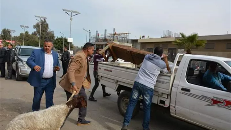 محافظ الجيزة يضبط تجار مواشي متعدين على حرم الطريق بالبحر الأعظم